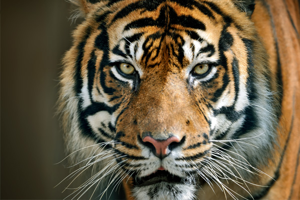 Photo of a zoo animal